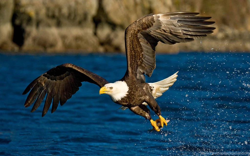 Flying Eagle HD Wallpapers HD Wallpapers POP