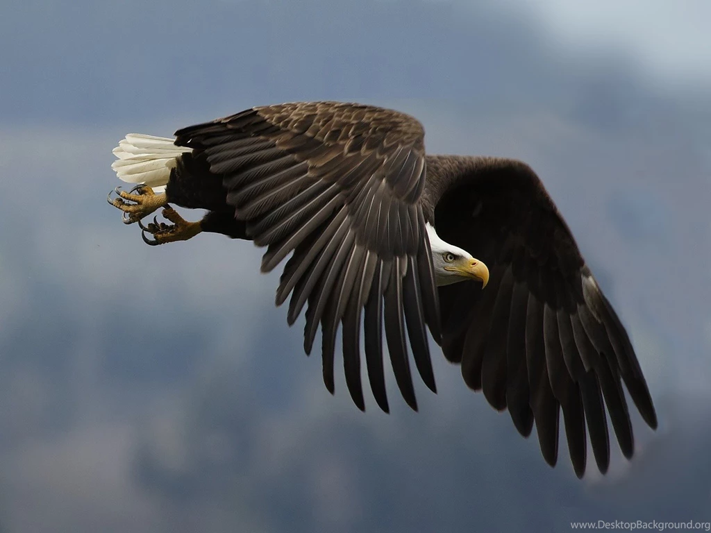 Bald eagle