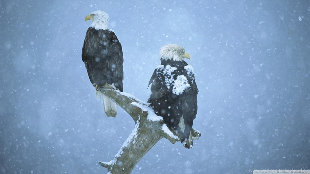Bald Eagles In Falling Snow Kenai Peninsula Alaska HD Desktop ...