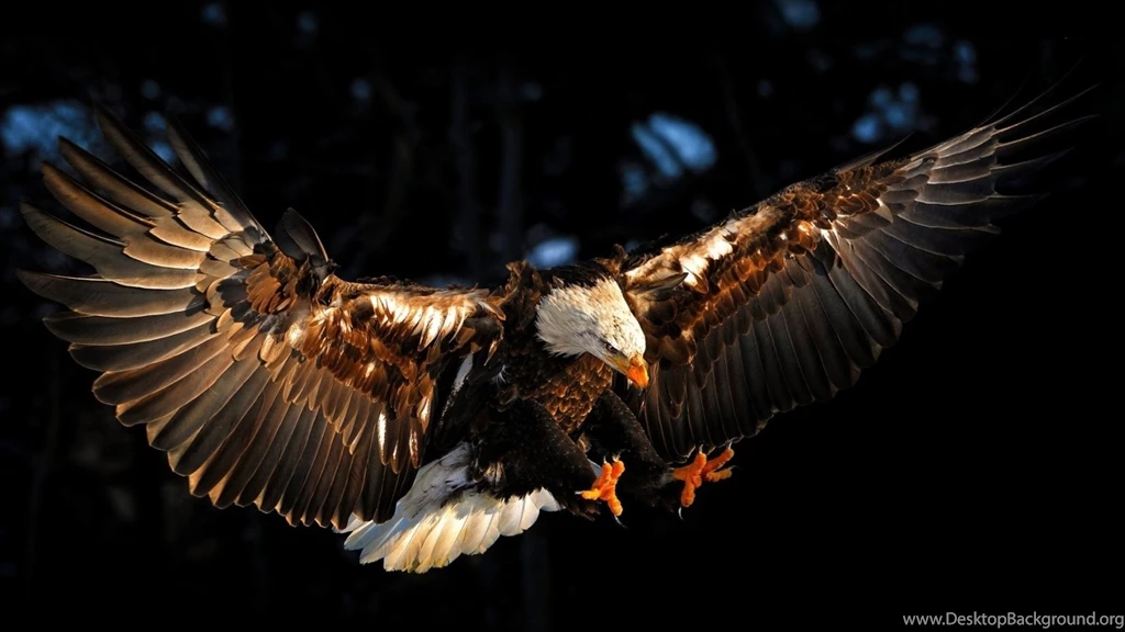 Bald Eagle HD Photos