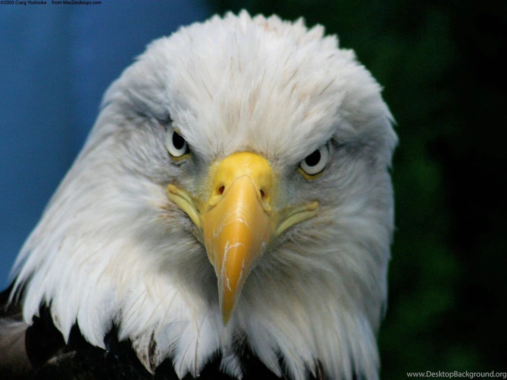 Bald eagle images facts dowload.jpg