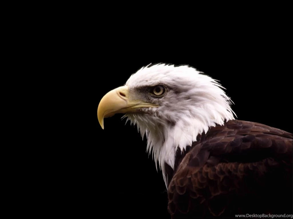 Wallpapers Eggle Bird Bald Eagle Wild Birds Click To View 1024x768 ...