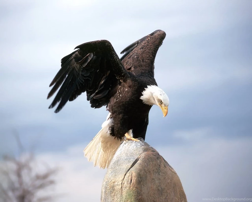 Bald Eagle 2013 Wallpapper HD