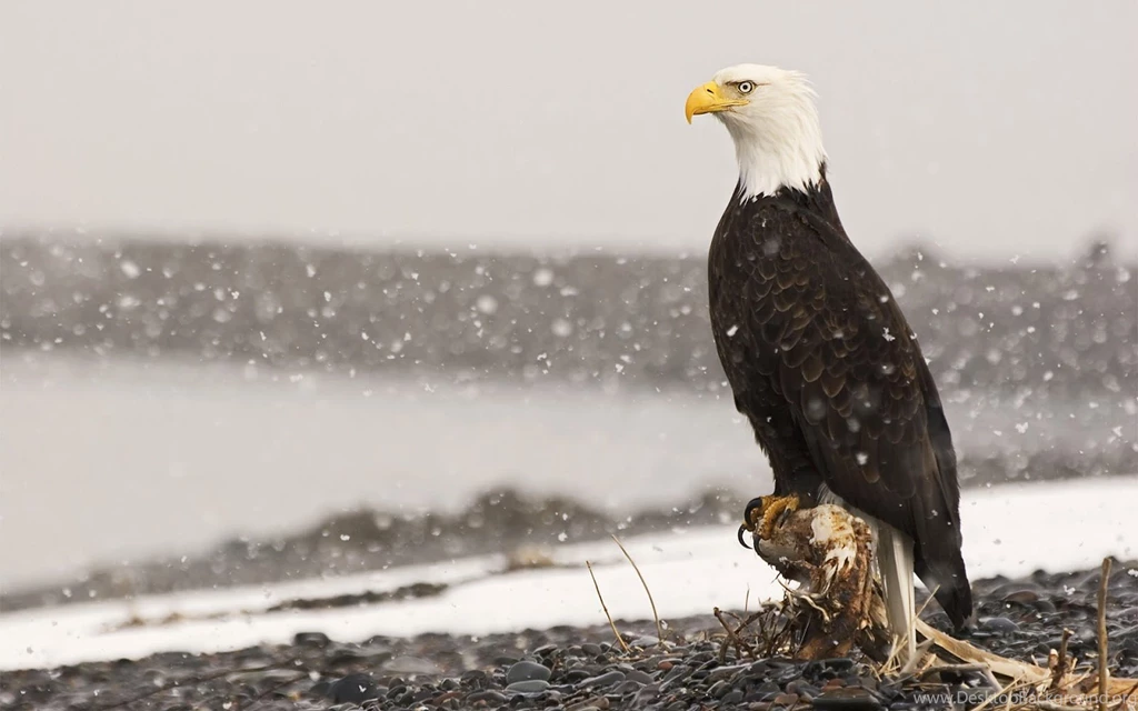 Pic New Posts: Hd Bald Eagle Wallpapers