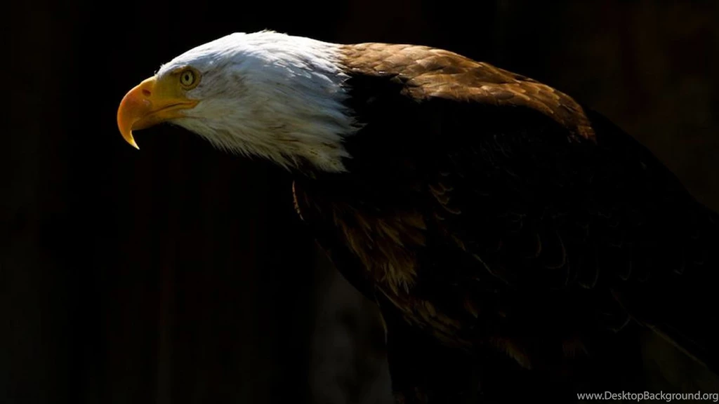 744575 Bald Eagle Photos Wallpapers