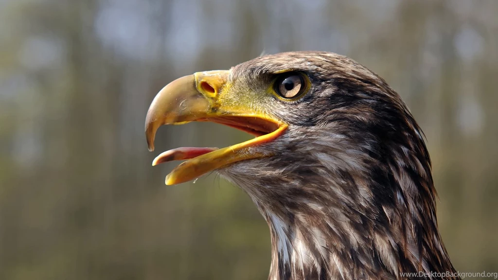 Bald Eagle HD Wallpapers