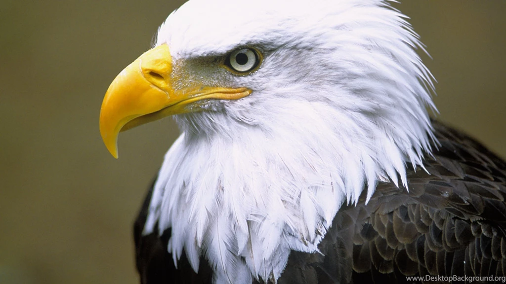 27+ Best HD Bald Eagle Images Wallpapers