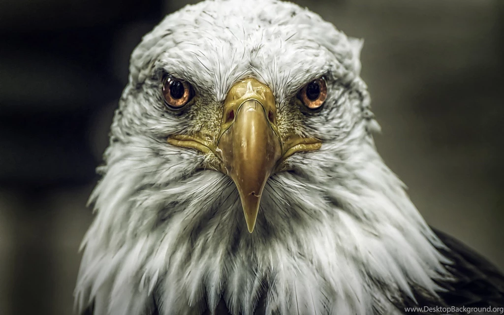 Close Up Eagle Bird Wallpapers