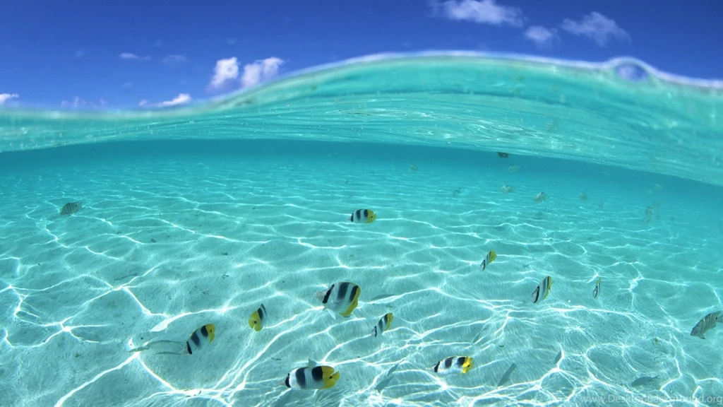 Wallpapers Underwater Fish In Hawaii Resolution Free 1920x1080 ...