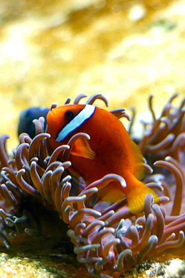 Clown Fish iPhone HD Wallpaper, iPhone HD Wallpapers Download ...