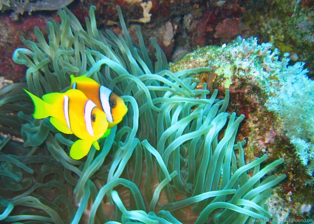Clown Fish