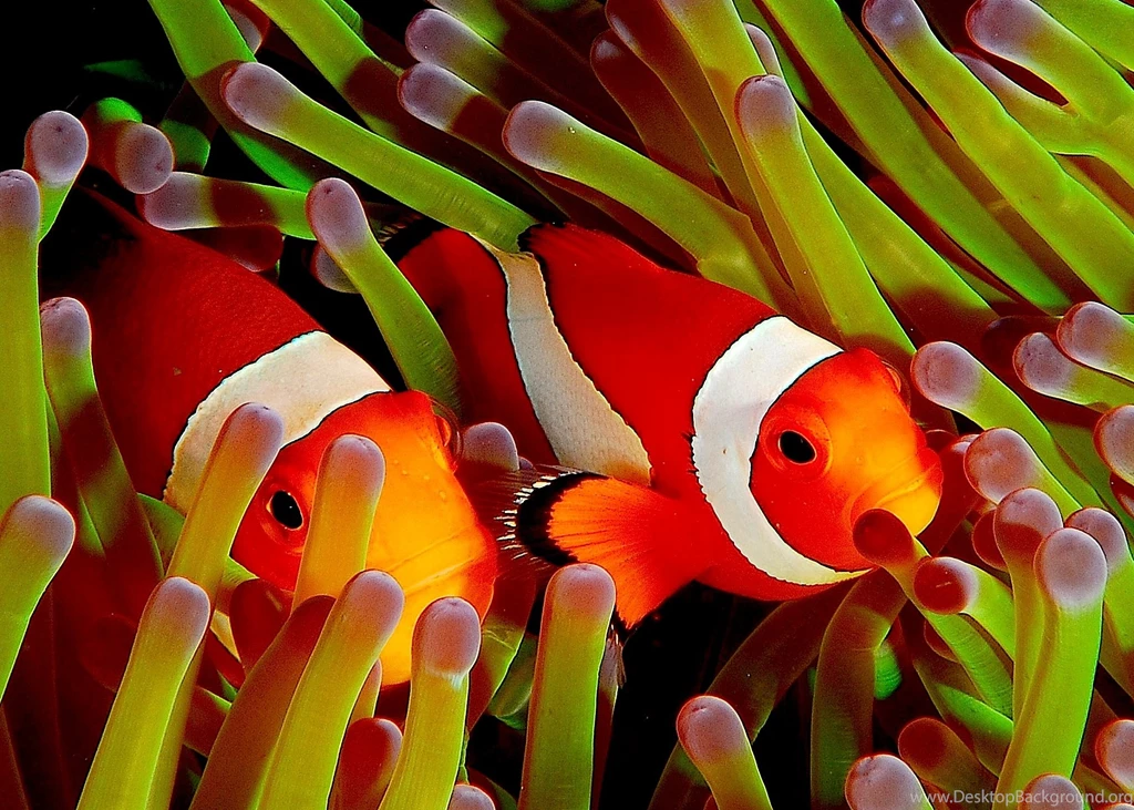 Fish Computer Wallpapers, Desktop Backgrounds