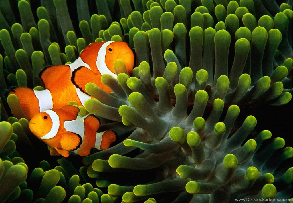 Fish: Double Clown Fish Colorful Orange White Green Ocean Anemone ...