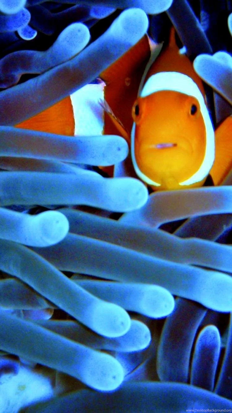 Fish Clownfish Sea Anemones Sealife Wallpapers Desktop Background
