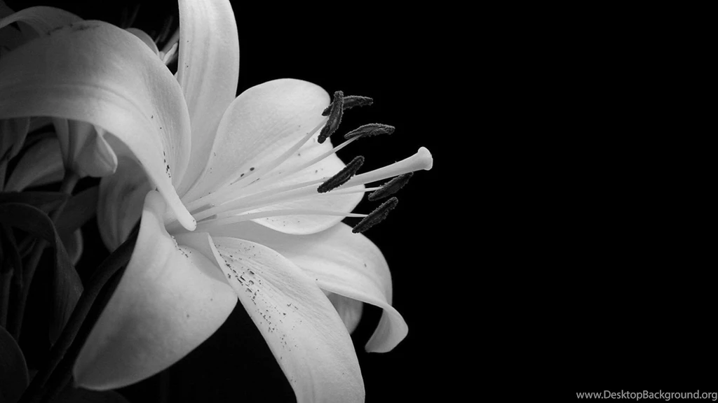 Black And White Butterfly Wallpapers Free