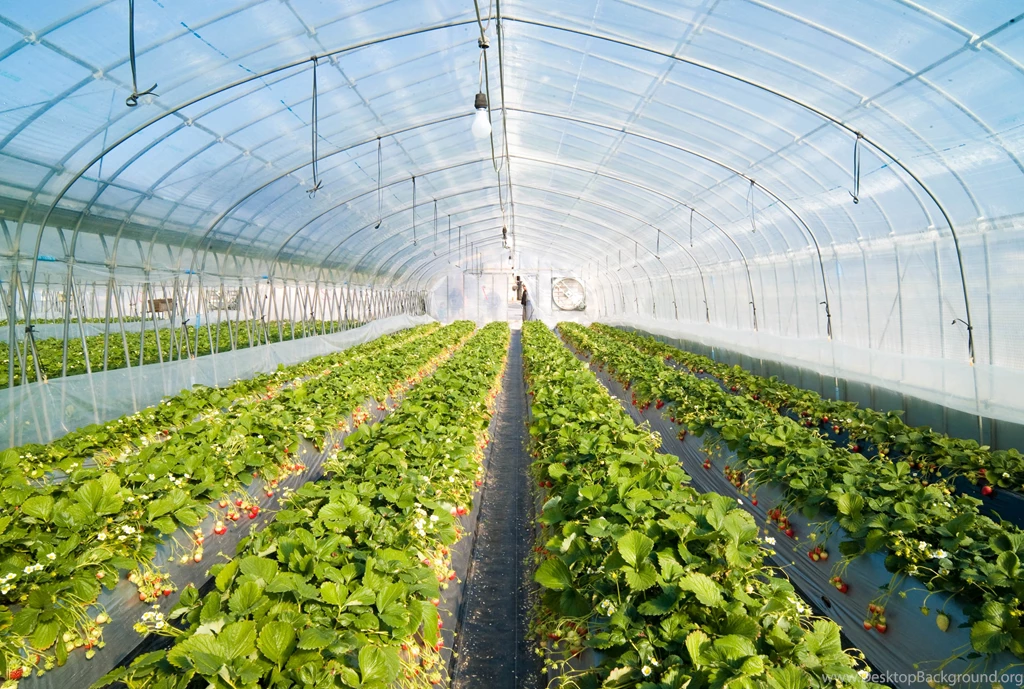 High Quality Green House Wallpapers