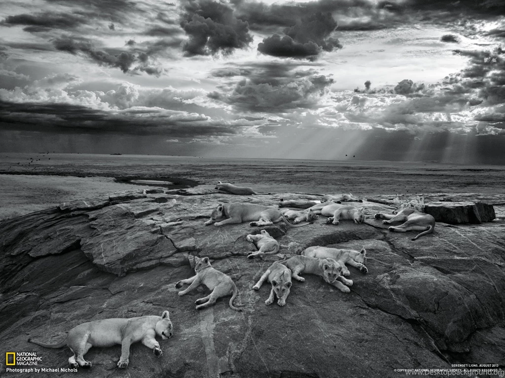 Lion Picture    Animal Wallpapers    National Geographic Photo Of ...
