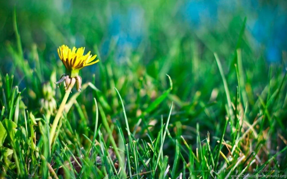 Wallpaper yellow and blue lds temple pictures – Helaman Gallery