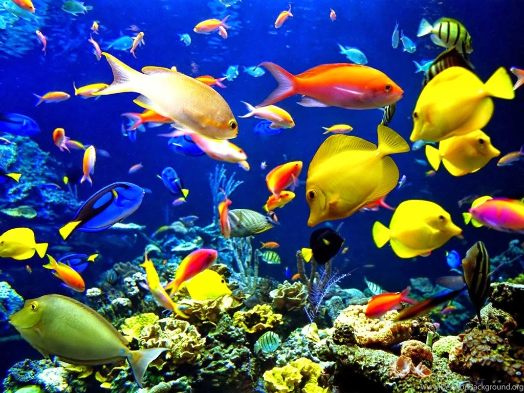 3D Moving Wallpapers HD Wallpaper Backgrounds Of Your Choice