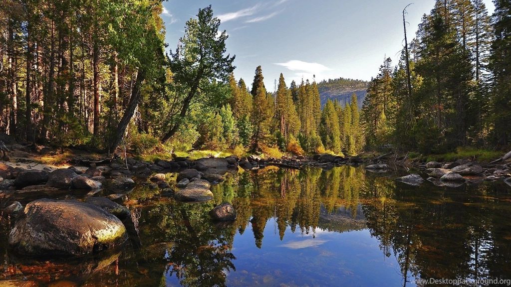 Nature Forest Desktop Wallpapers