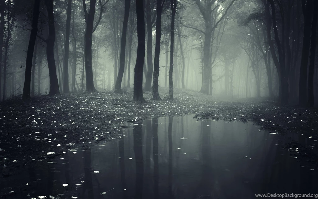 Dark Forest Wallpapers