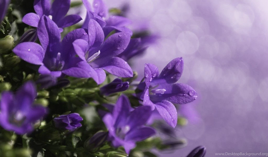 Best Cool Purple Wallpapers