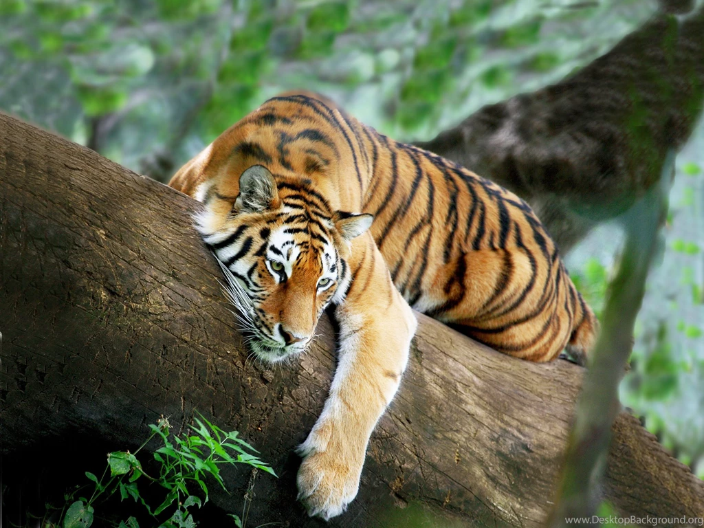 Tiger Pics