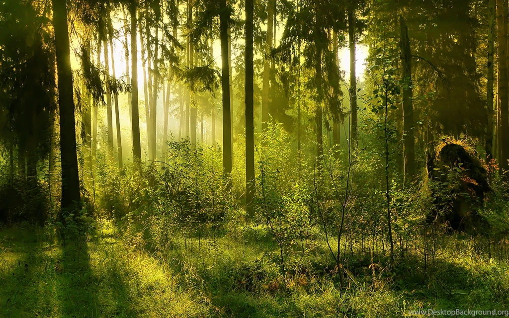 Forest Desktop Backgrounds HD 14685 HD Wallpapers Site