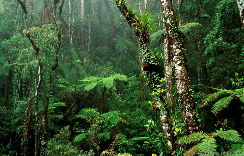 Forest Desktop