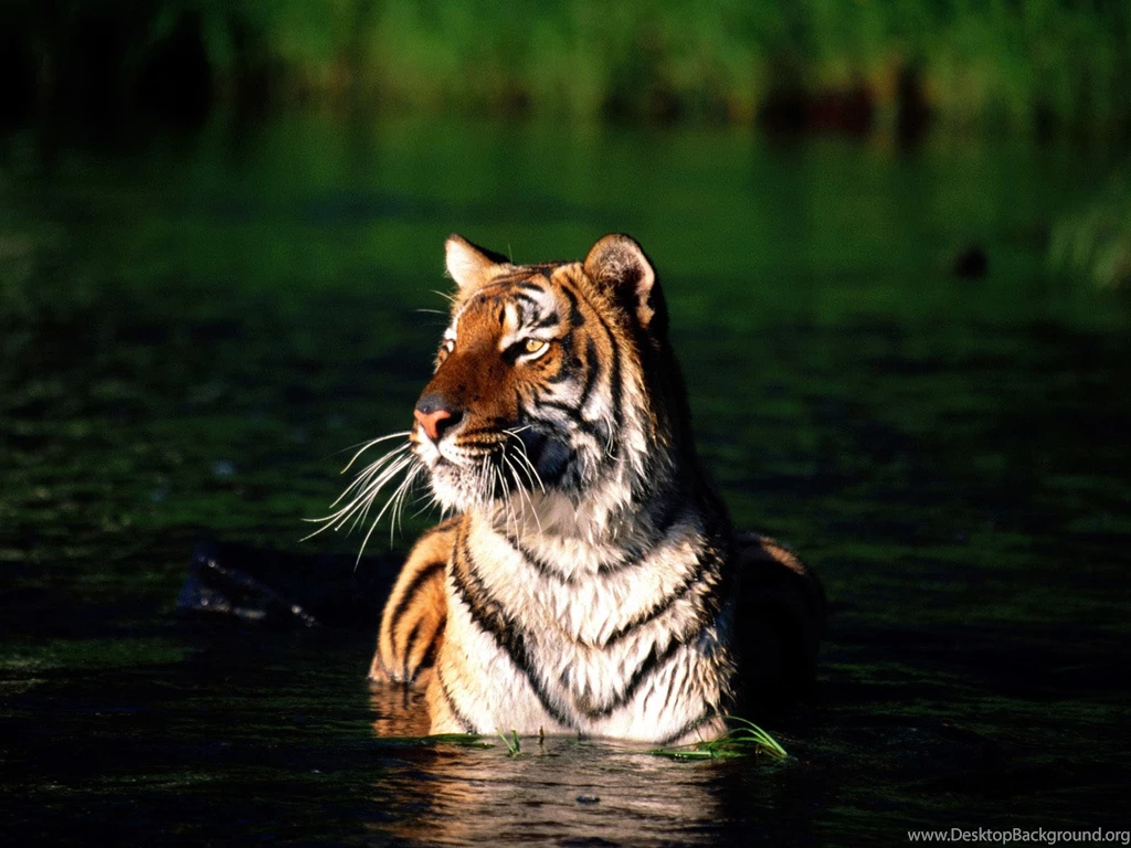 Bengal Tiger Wallpapers