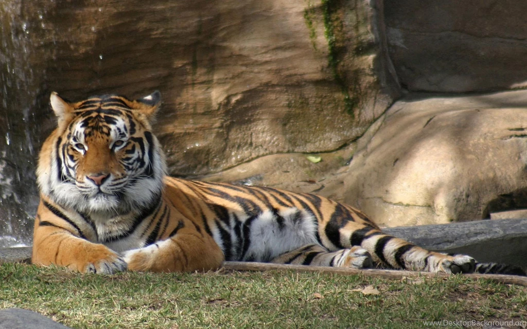 Asian Tiger Tiger Desktop Backgrounds – Widescreen Wallpapers