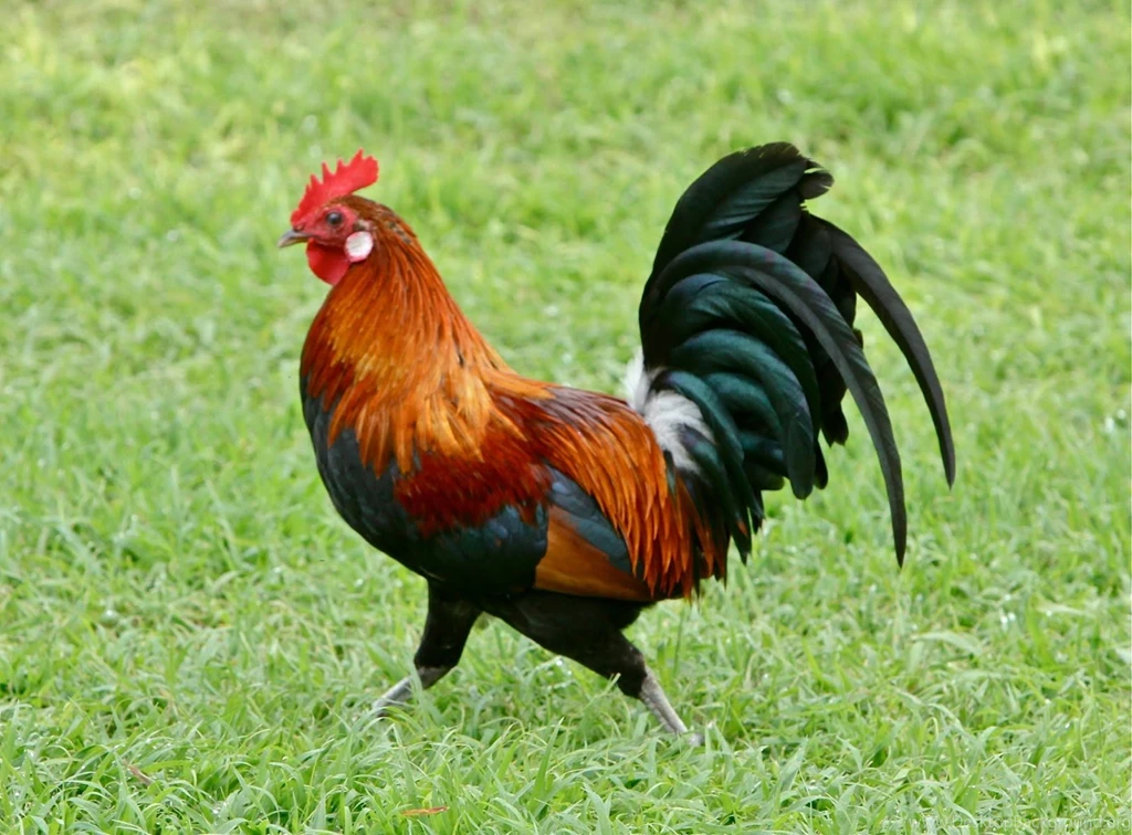 High Quality Rooster Wallpapers