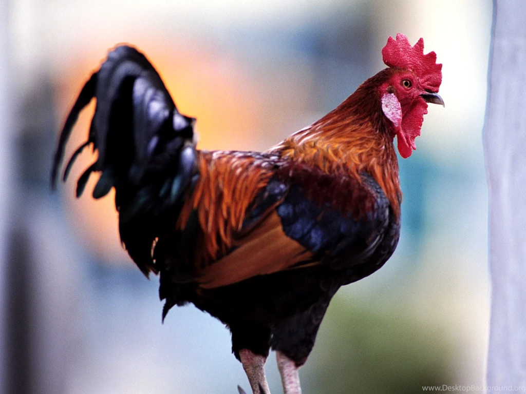 Desktop Wallpapers · Gallery · Animals · Rooster