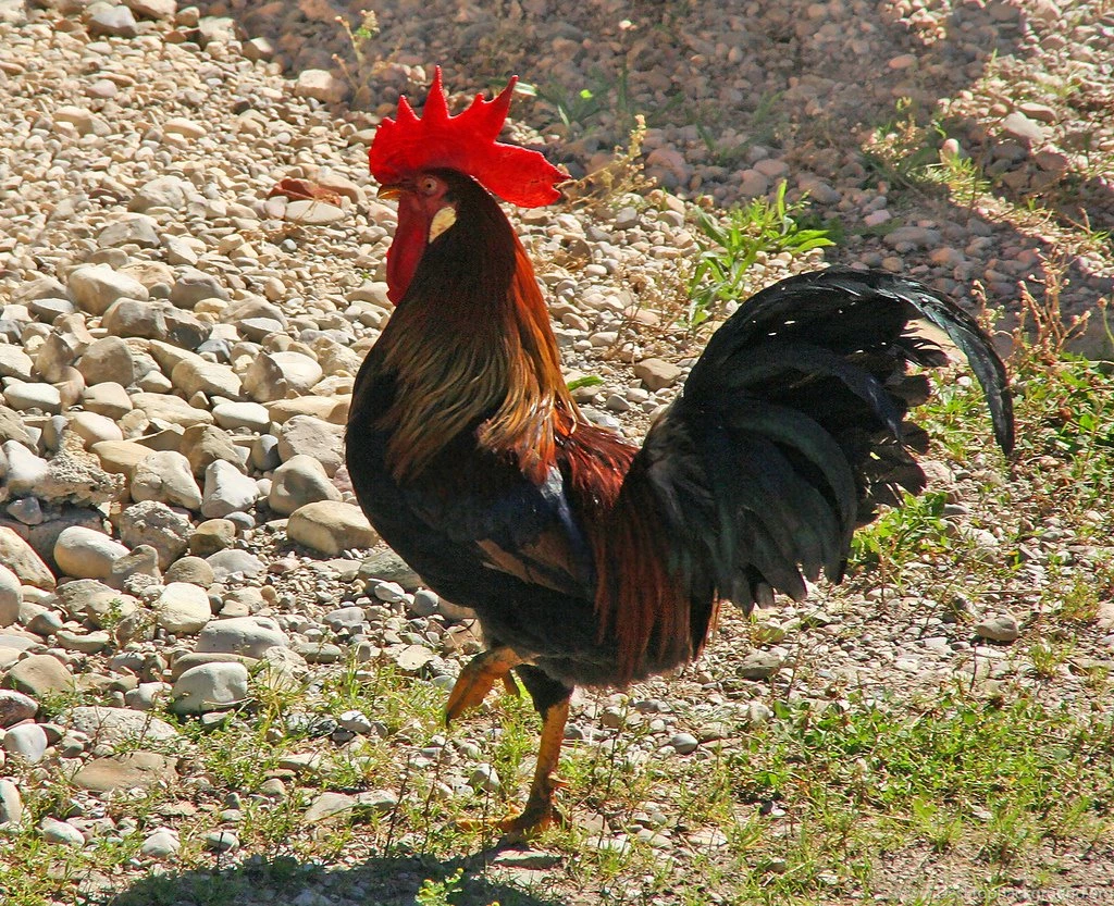 Rooster Wallpapers HD 11160   Pacify Mind
