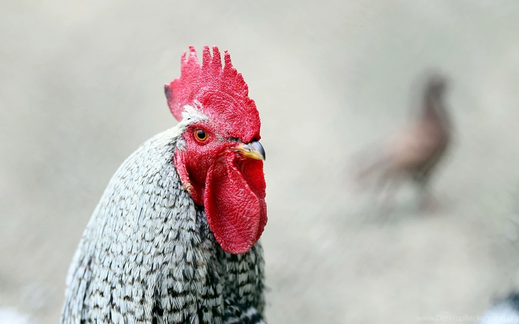 Bird Rooster
