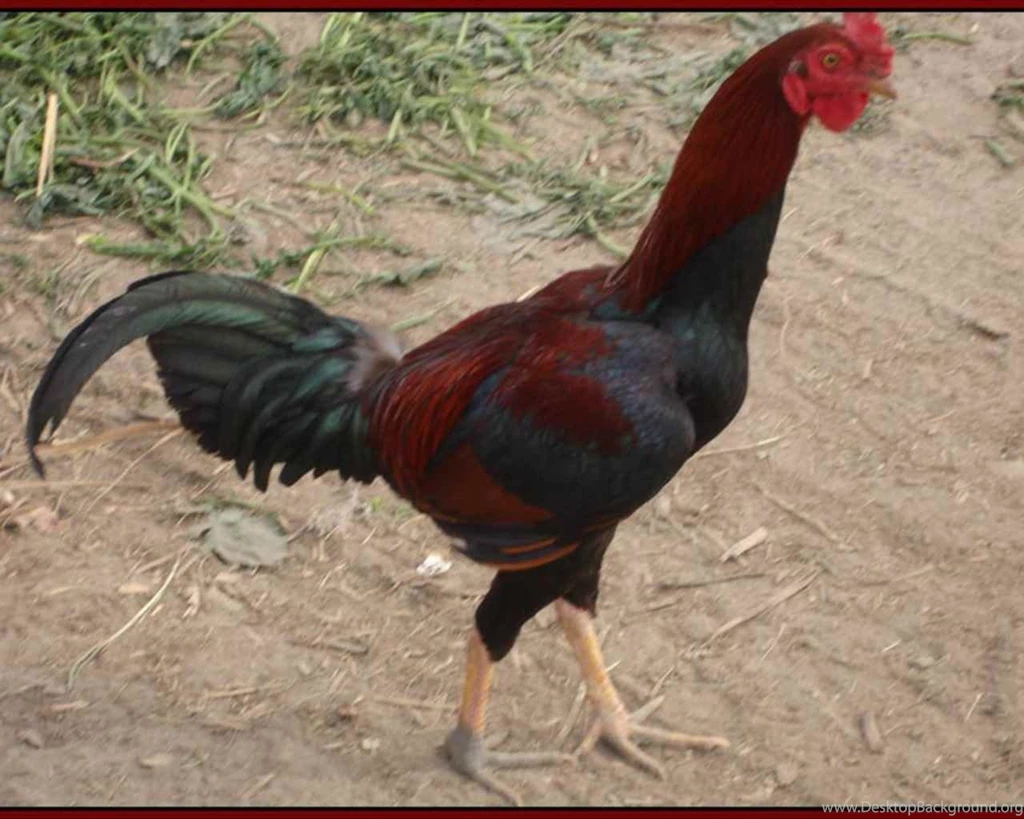 Rooster Pictures Free   Wallpapers High Definition