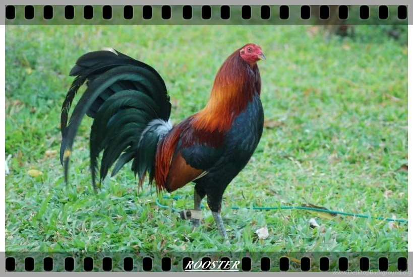 Roosters