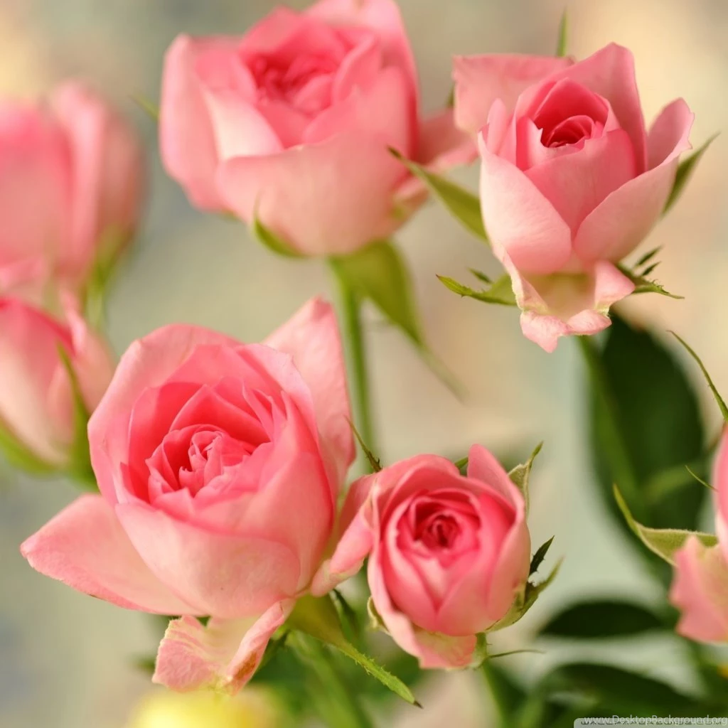 Cute Pink Roses Wallpapers