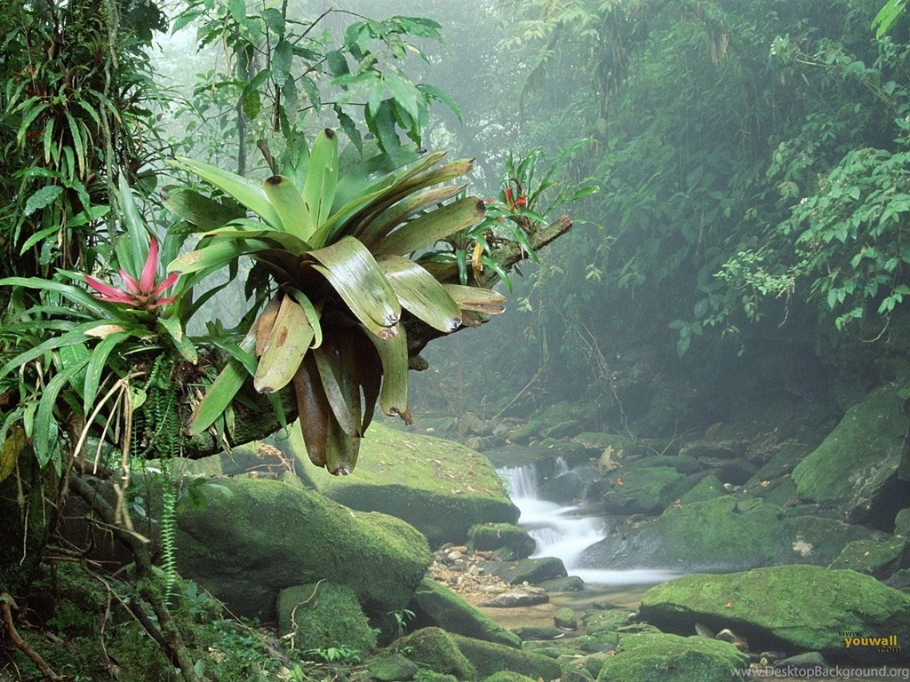 Tropical Rainforest Wallpapers Wallpapers Cave