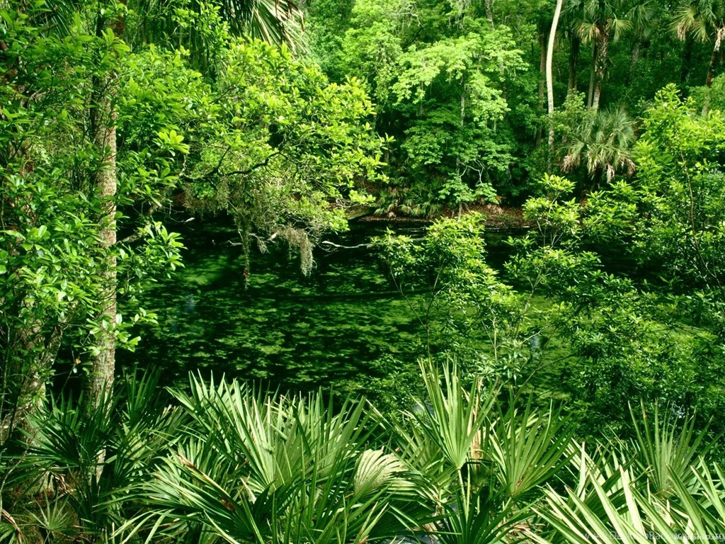 JUNGLE WALLPAPER (