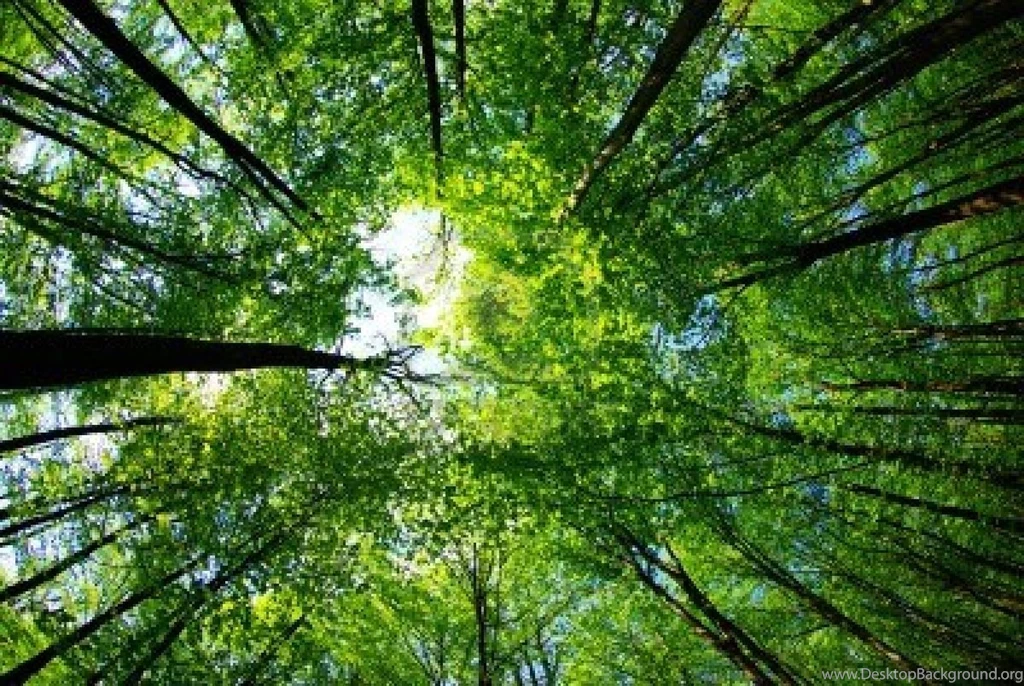 16 Best Photos Of Printable Rainforest Backgrounds Jungle Forest ...