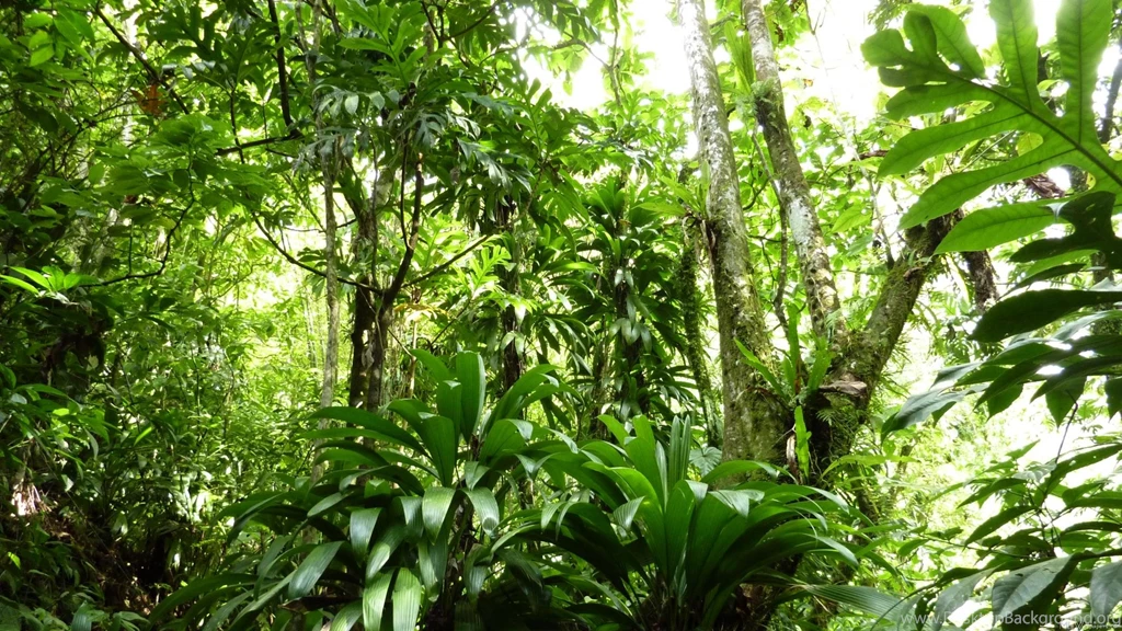 Rain Forest Backgrounds Wallpapers Cave