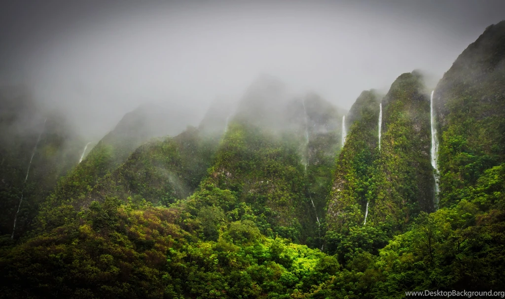 Jungle Wallpapers
