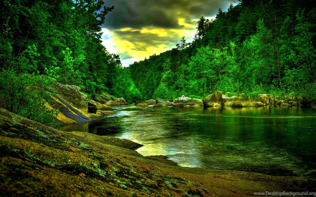 Tropical Jungle River Wallpapers