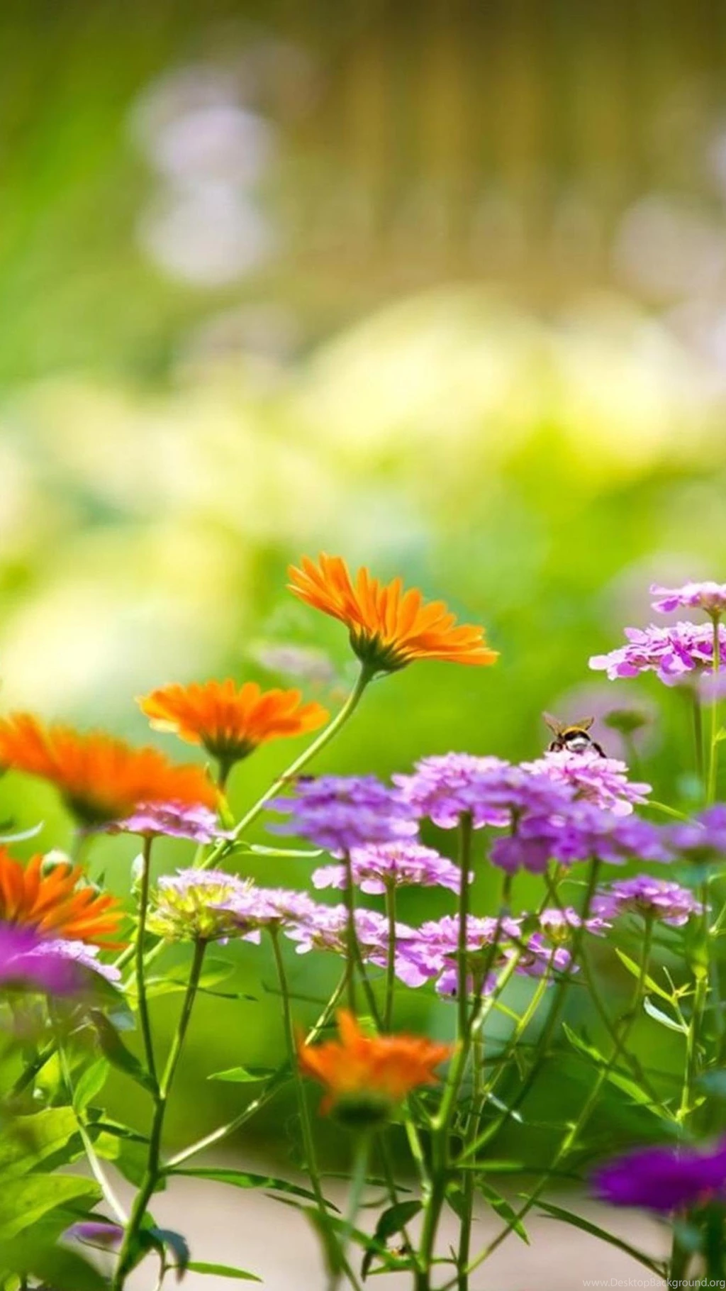 Download Flower Samsung Galaxy Note 3 Wallpapers Part 11