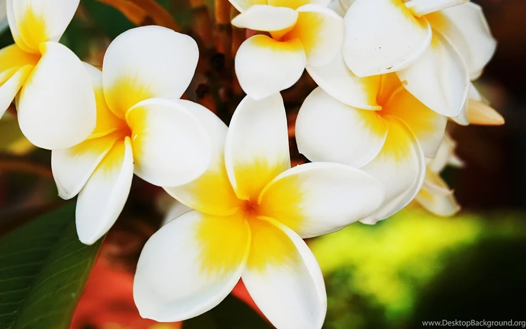 Hawaiian Flowers Wallpapers Wallpapers Cave