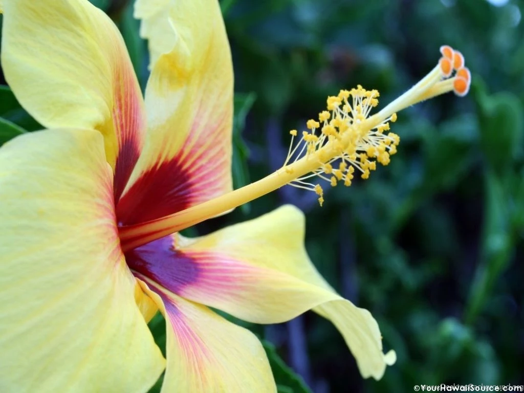 Hawaiian Flowers Wallpapers Hawaiian Flower 2