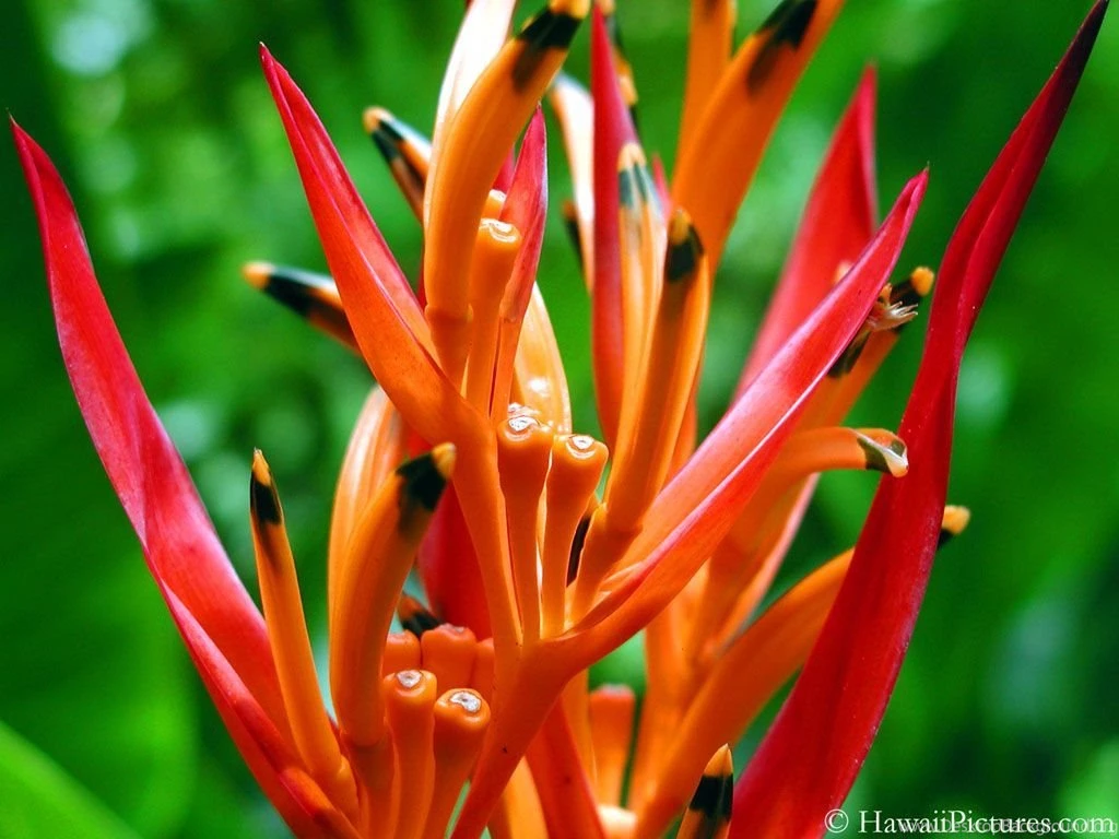 Hawaiian Flowers Wallpapers Hawaii Flowers Red