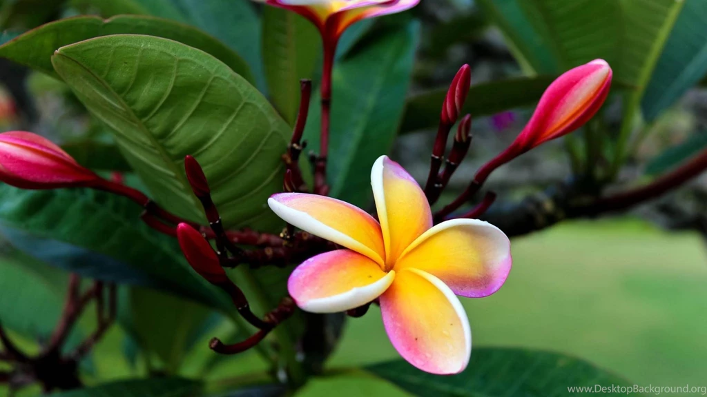 Plumeria Flower On The Beach Wallpapers » WallDevil Best Free HD ...