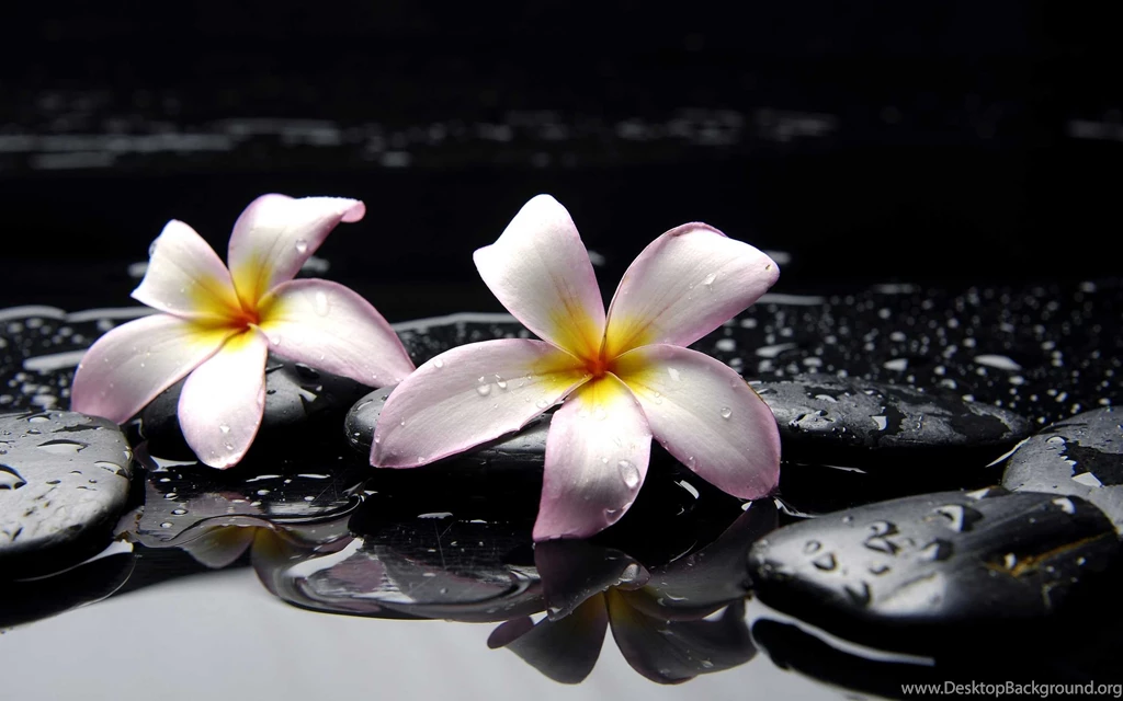 Plumeria Flower Wallpapers Collection Of Beautiful Flowers